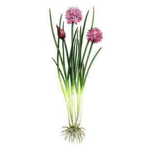 Top 12 Kitchen Herbs Image
